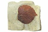 Fossil Leaf (Davidia) - Montana #262344-1